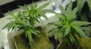 3756_hydro-marijuana-plant